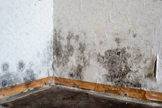 Best Affordable Mold Removal  in Landis, NC